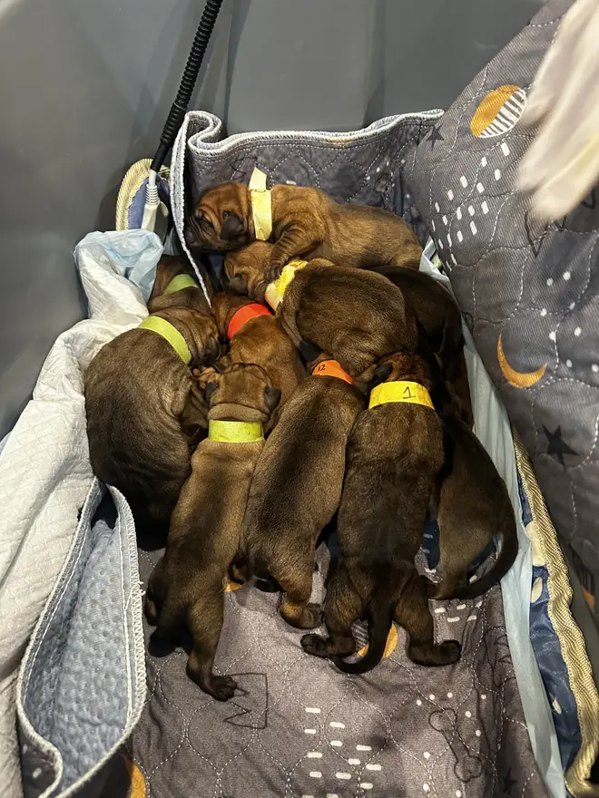A newborn litter of South African Boerboel puppies curled together in a blanket, each wearing a coloured collar band