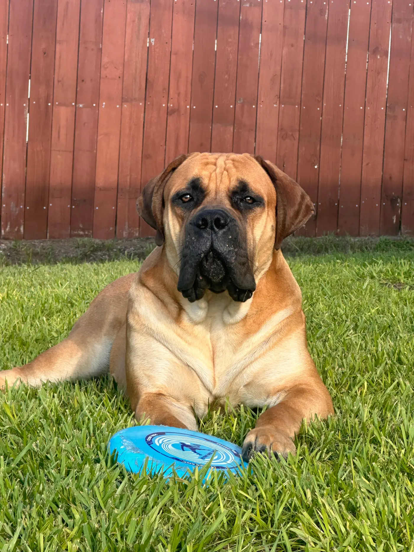 A grown South African Boerboel lying in the grass with a frisbee between his paws, looking straight at the camera