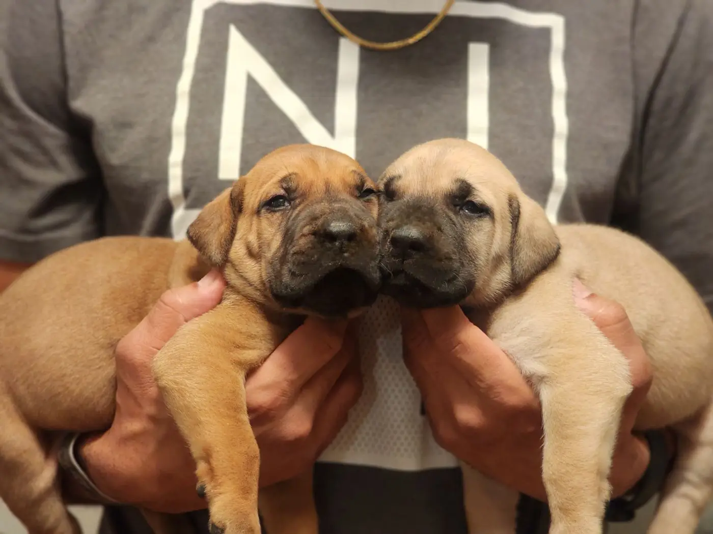 Two South African Boerboel puppies held side by side in the breeder’s hands, nose to nose