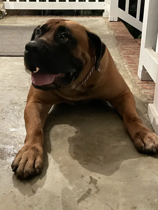 Jesse the Boerboel lying on the cool concrete of the front porch, head up and watching
