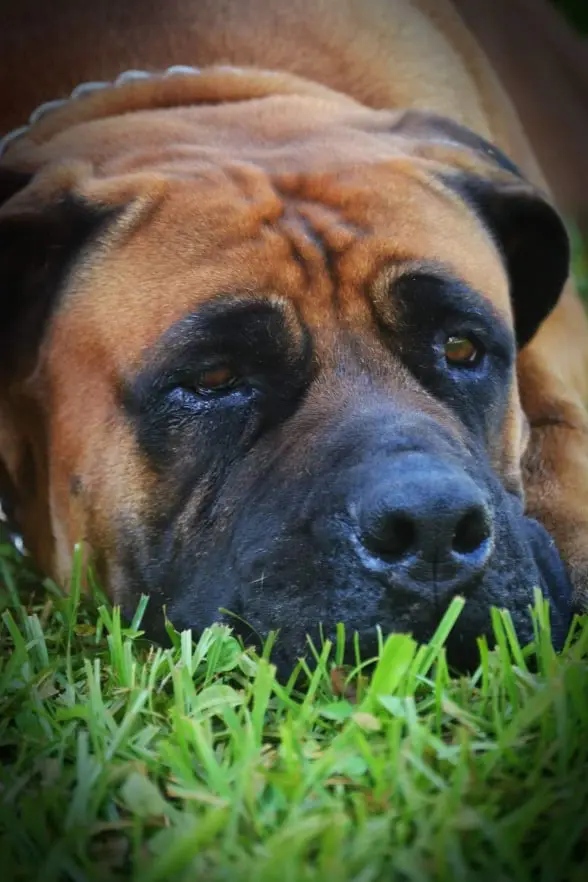 A close portrait of Jesse, a South African Boerboel at nine years old — clear eyes, a greying muzzle and no softening of structure