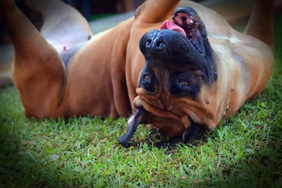 Jesse, a nine-year-old South African Boerboel, rolling on her back in the grass, still playing