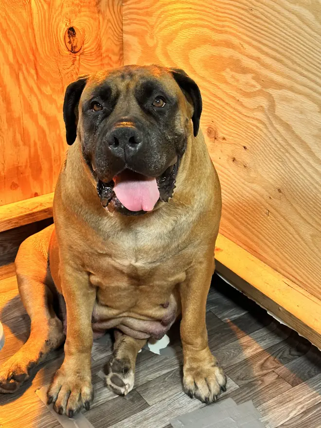 Jesse the Boerboel sitting square on the porch, front legs straight and feet tight