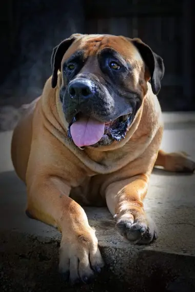 Jesse the Boerboel lying in the yard with her tongue out, relaxed and bright-eyed in old age
