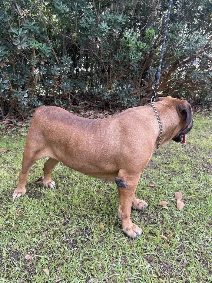 Jesse, a South African Boerboel at nine, standing in profile in the garden with her topline still firm and level