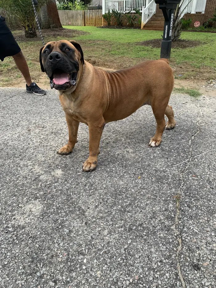 Jesse, a nine-year-old Boerboel, out walking on the road and moving freely with no sign of stiffness