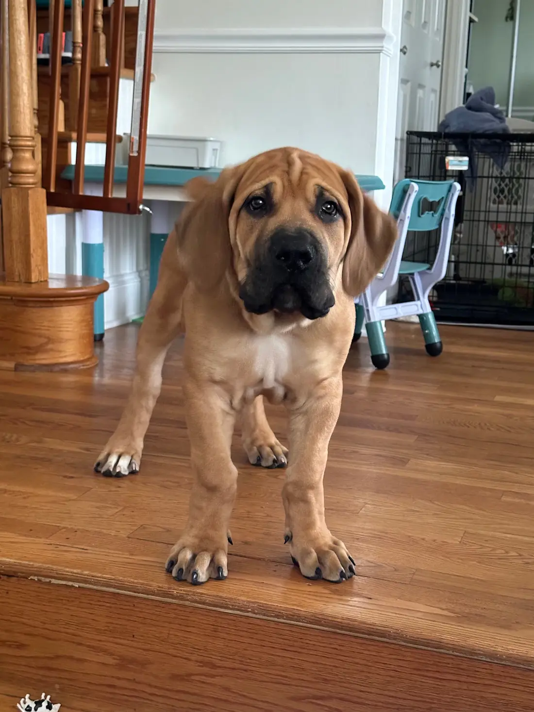 Kilo the South African Boerboel at three months old, standing front-on indoors — already heavy through the bone, with his black mask coming in