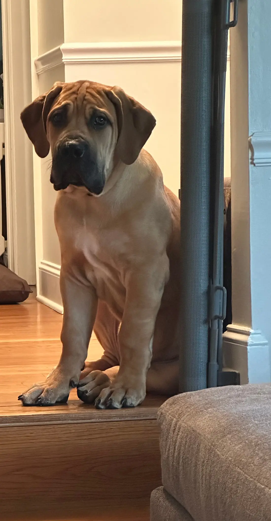 Kilo the South African Boerboel at four months old, sitting in the hallway of the house he was raised in