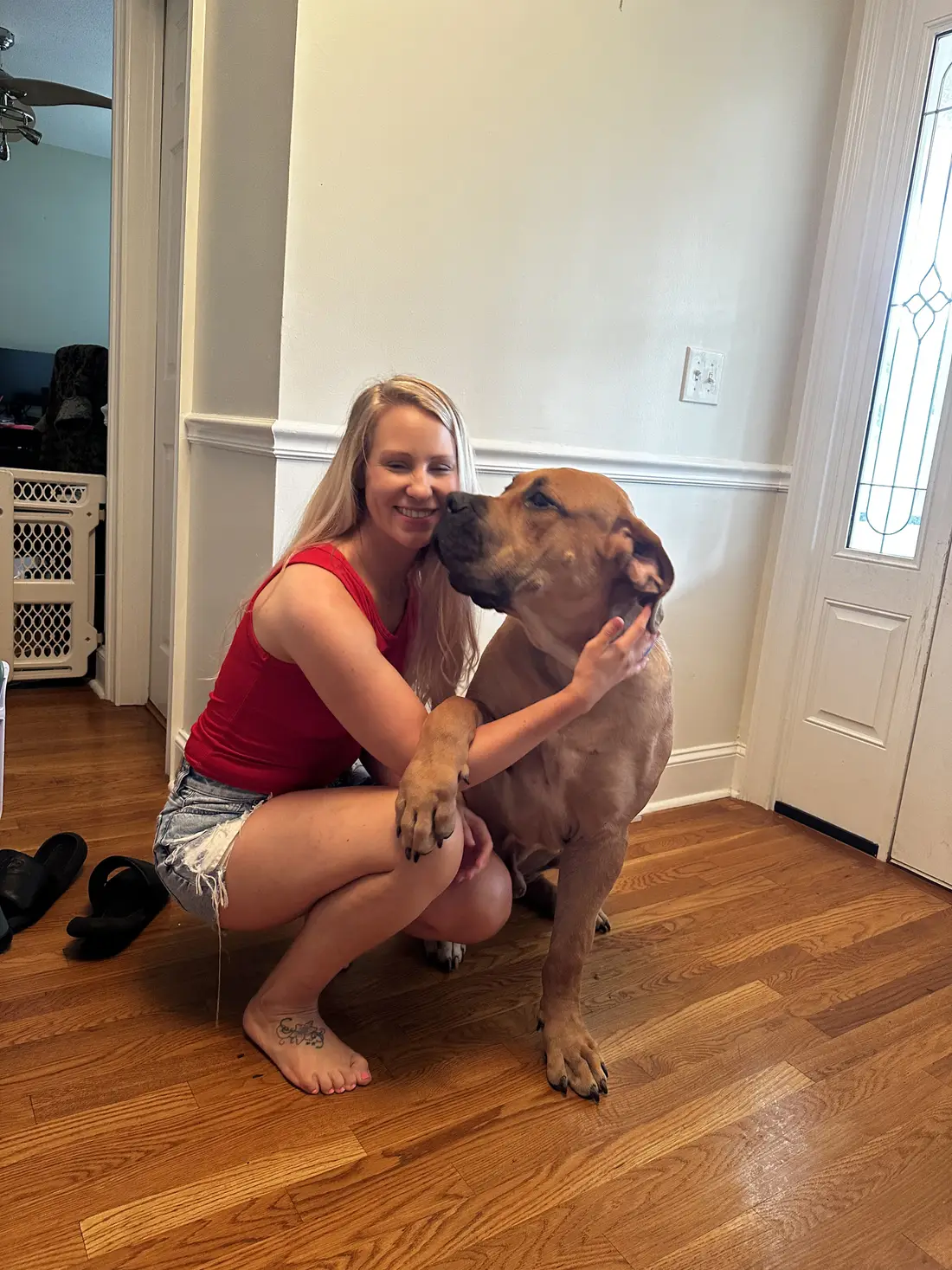 Kilo the South African Boerboel at seven months old, already sitting as tall as the kneeling adult beside him