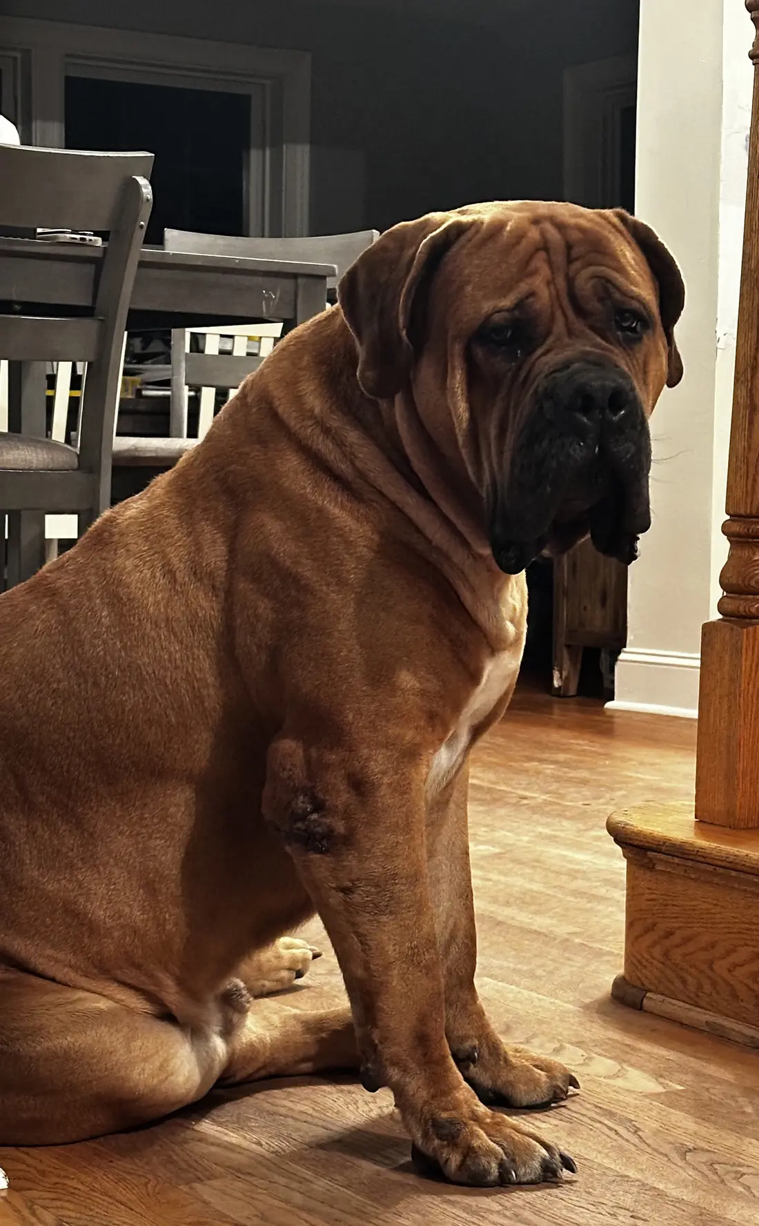 Kilo the South African Boerboel at twenty-six months, head and shoulders, fully filled out through the chest and skull