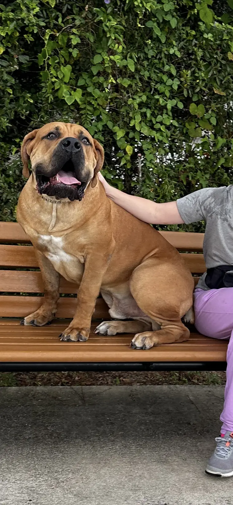 Kilo the Boerboel sitting on a garden bench beside a child, being scratched behind the ear