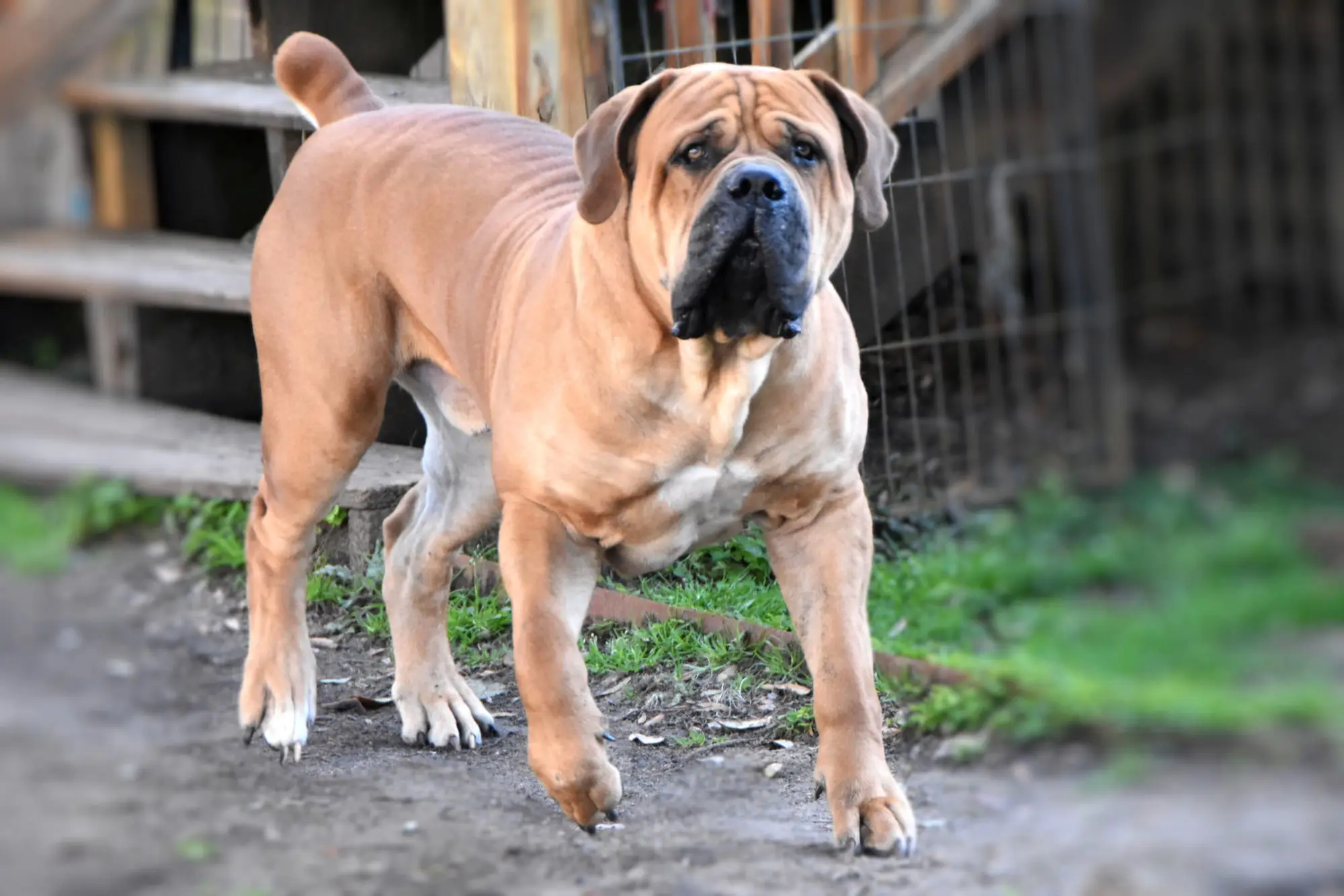 Kilo, a Boerboel sire, standing front-on with wide-set feet and thick, straight forelegs