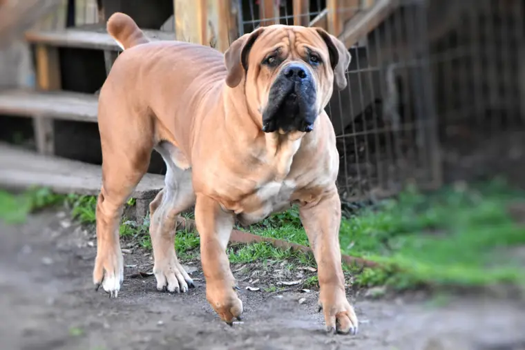 Kilo, a Boerboel sire, standing front-on with wide-set feet and thick, straight forelegs