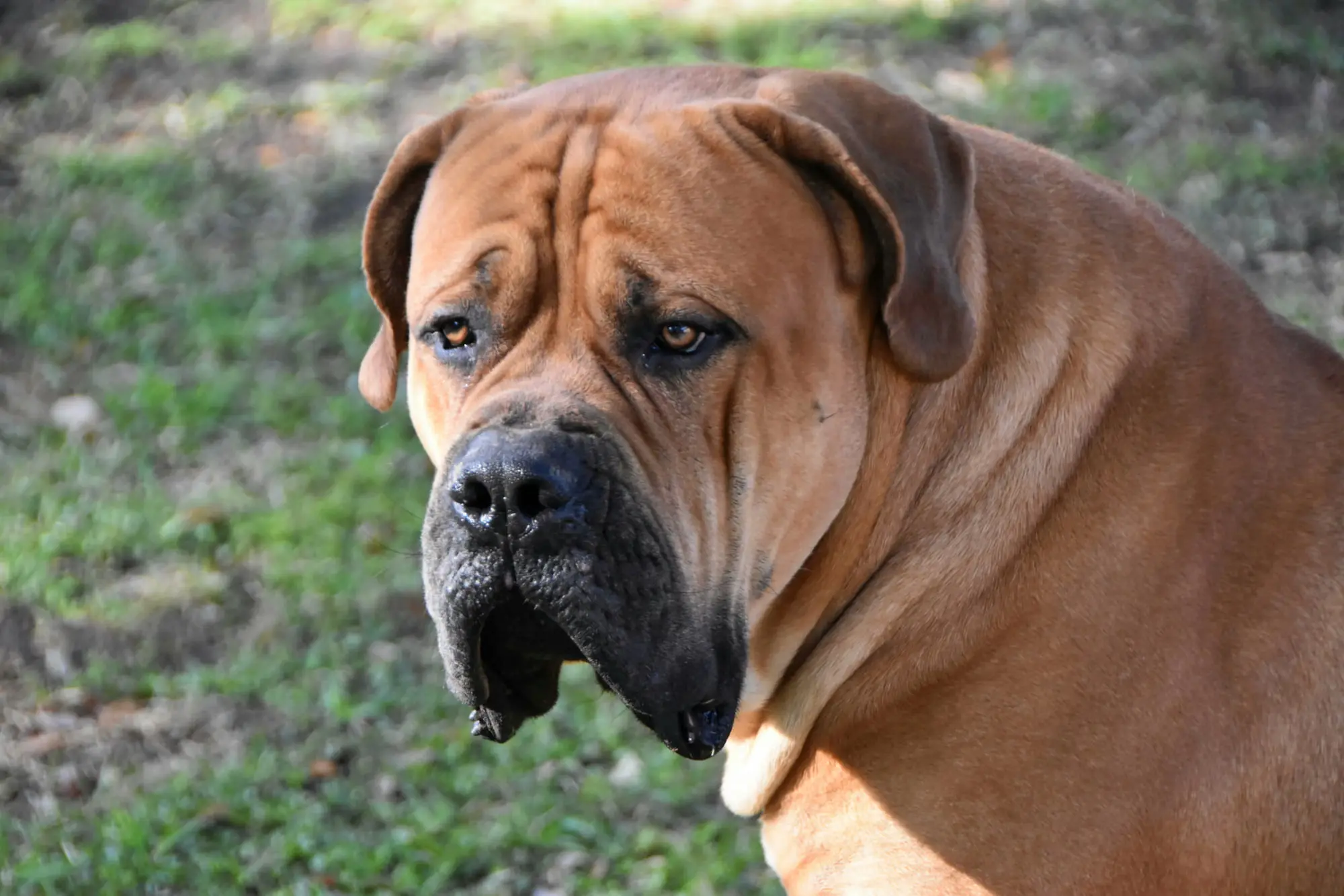 Kilo the Boerboel turned three-quarters to the camera, showing the loose skin folding around his neck and shoulders