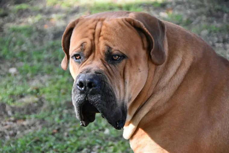 Kilo the Boerboel turned three-quarters to the camera, showing the loose skin folding around his neck and shoulders