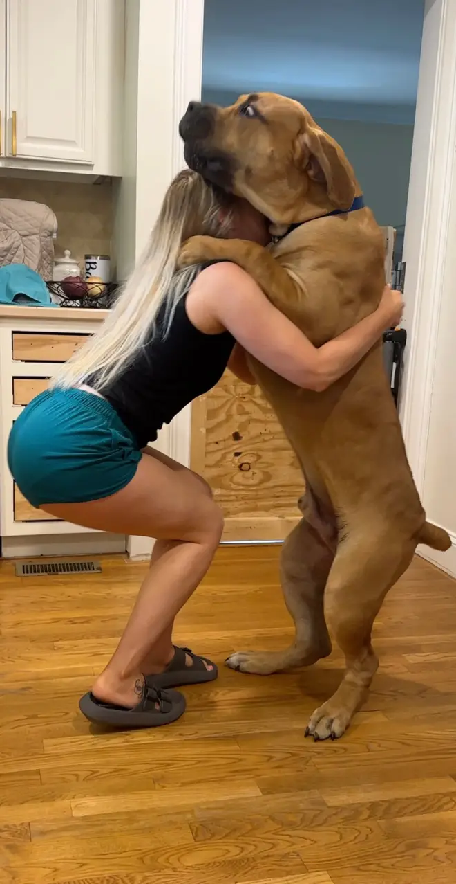 Kilo, a 200 lb South African Boerboel, standing on his hind legs in the kitchen with his head over a family member’s shoulder