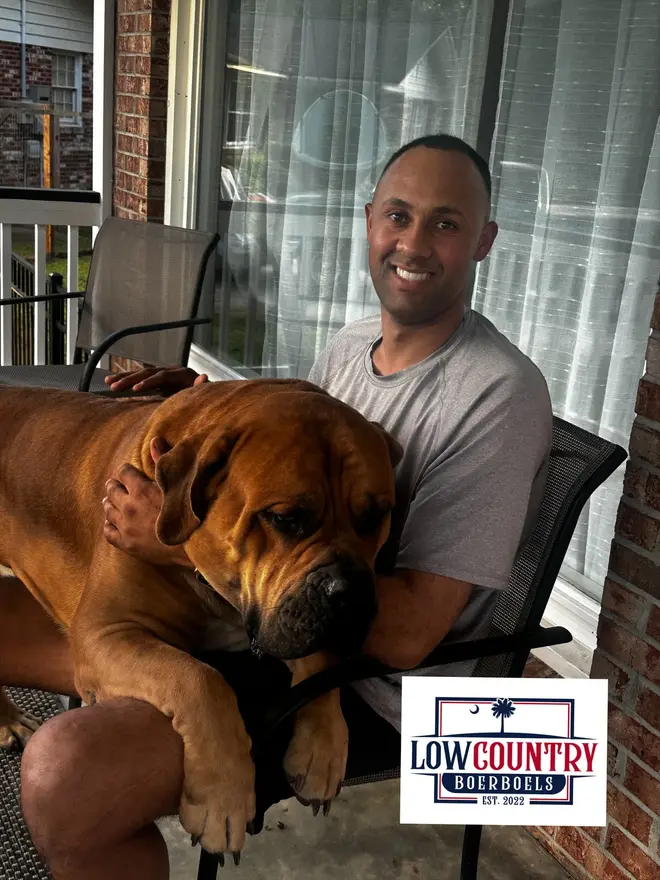 Kilo the Boerboel lying across his owner’s lap in a patio chair, entirely at ease — a guardian breed at home with its family