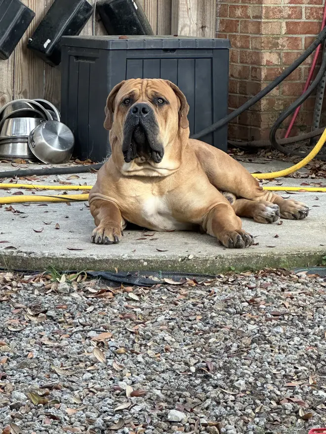 Kilo, a South African Boerboel male, lying stretched out on a shaded concrete step in the afternoon
