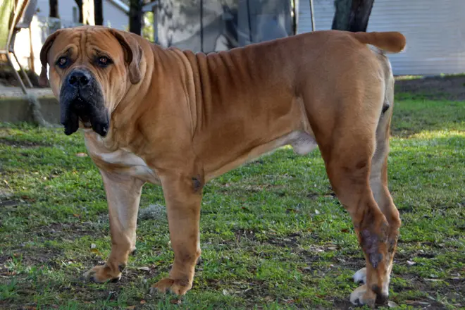 Kilo the South African Boerboel in full profile on grass, showing well-angulated hindquarters