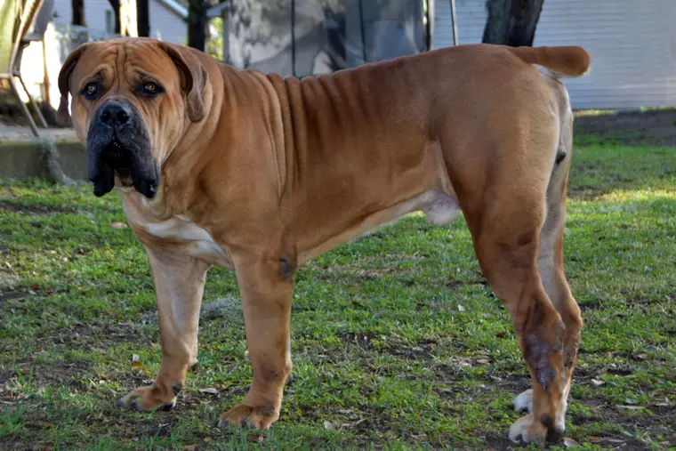Kilo the South African Boerboel in full profile on grass, showing well-angulated hindquarters