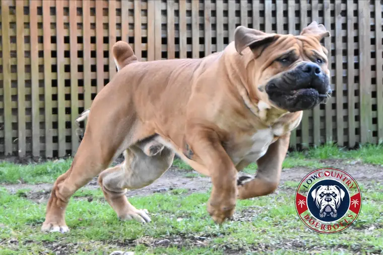 Kilo, a grown Boerboel male, running toward the camera in the yard with his ears lifted