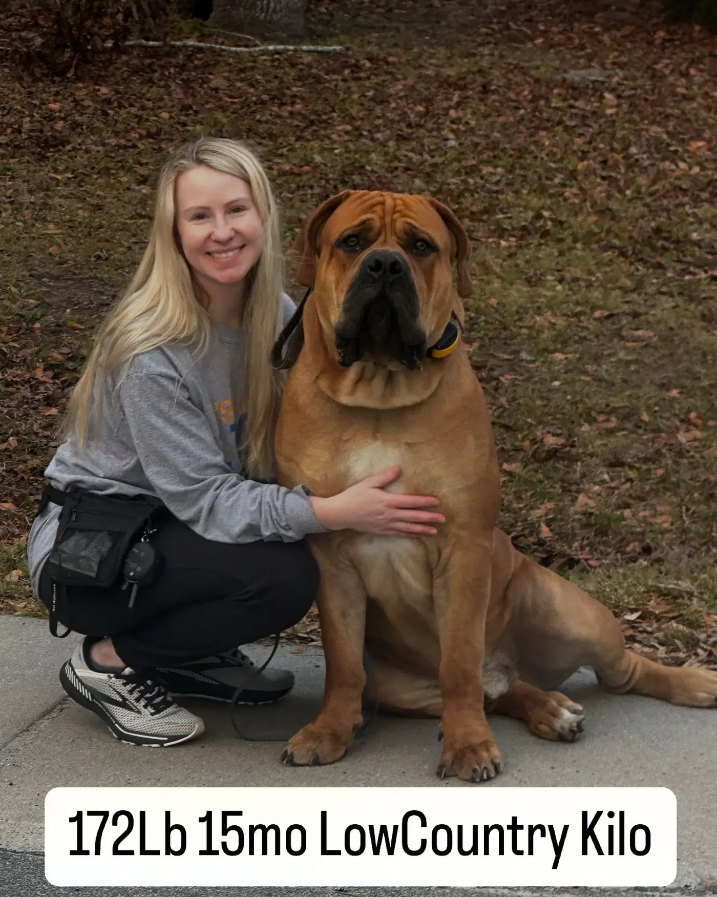 Kilo, a South African Boerboel, sitting beside a kneeling adult whose shoulder he reaches — he weighed 172 lb at fifteen months