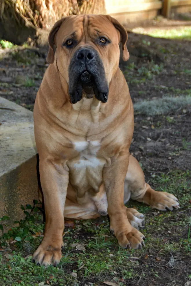 Kilo the Boerboel sitting front-on, his chest filling the width of his frame