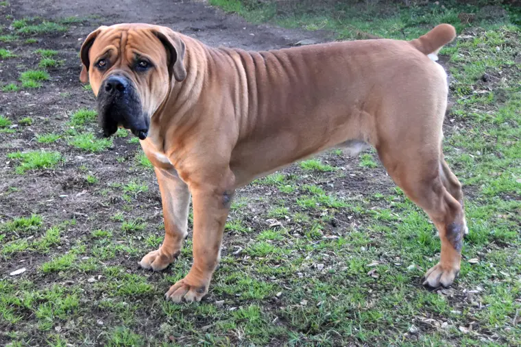 Kilo, a South African Boerboel male, standing square in profile showing a level topline and heavy bone