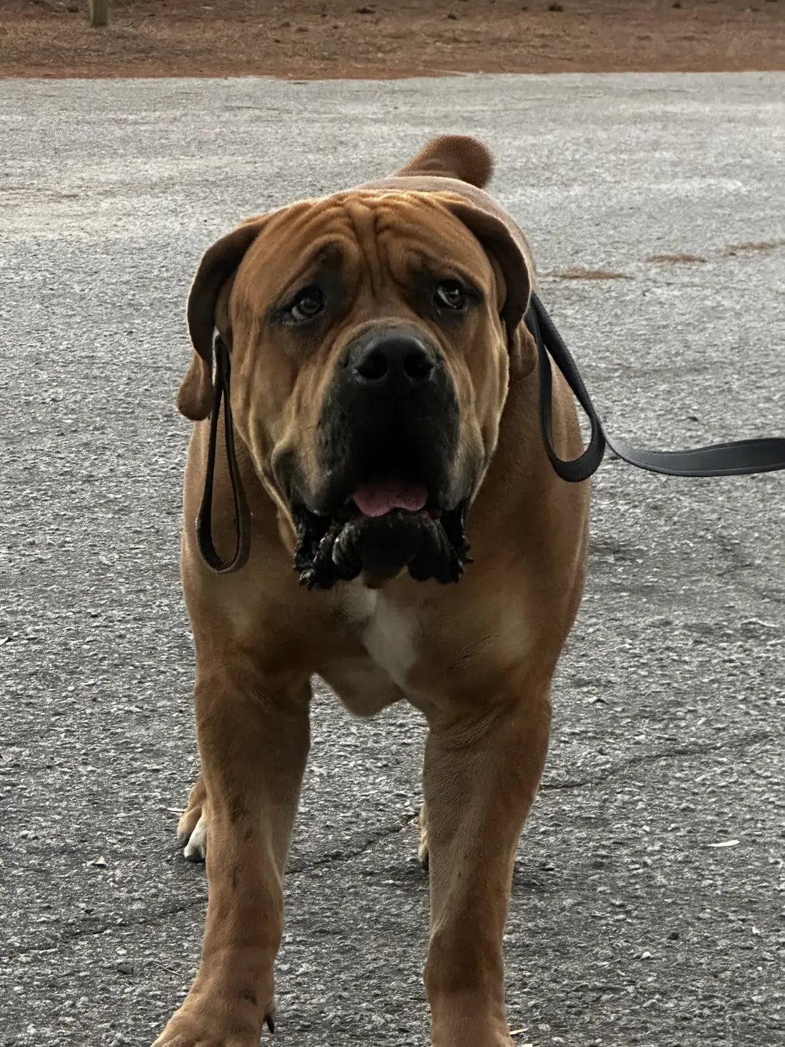 Kilo the Boerboel walking toward the camera on a loose lead, his dewlap swinging