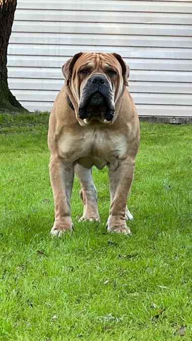 Narcos, a South African Boerboel and Kilo’s grandfather, standing front-on on a green lawn at nine years old, heavy-boned and square