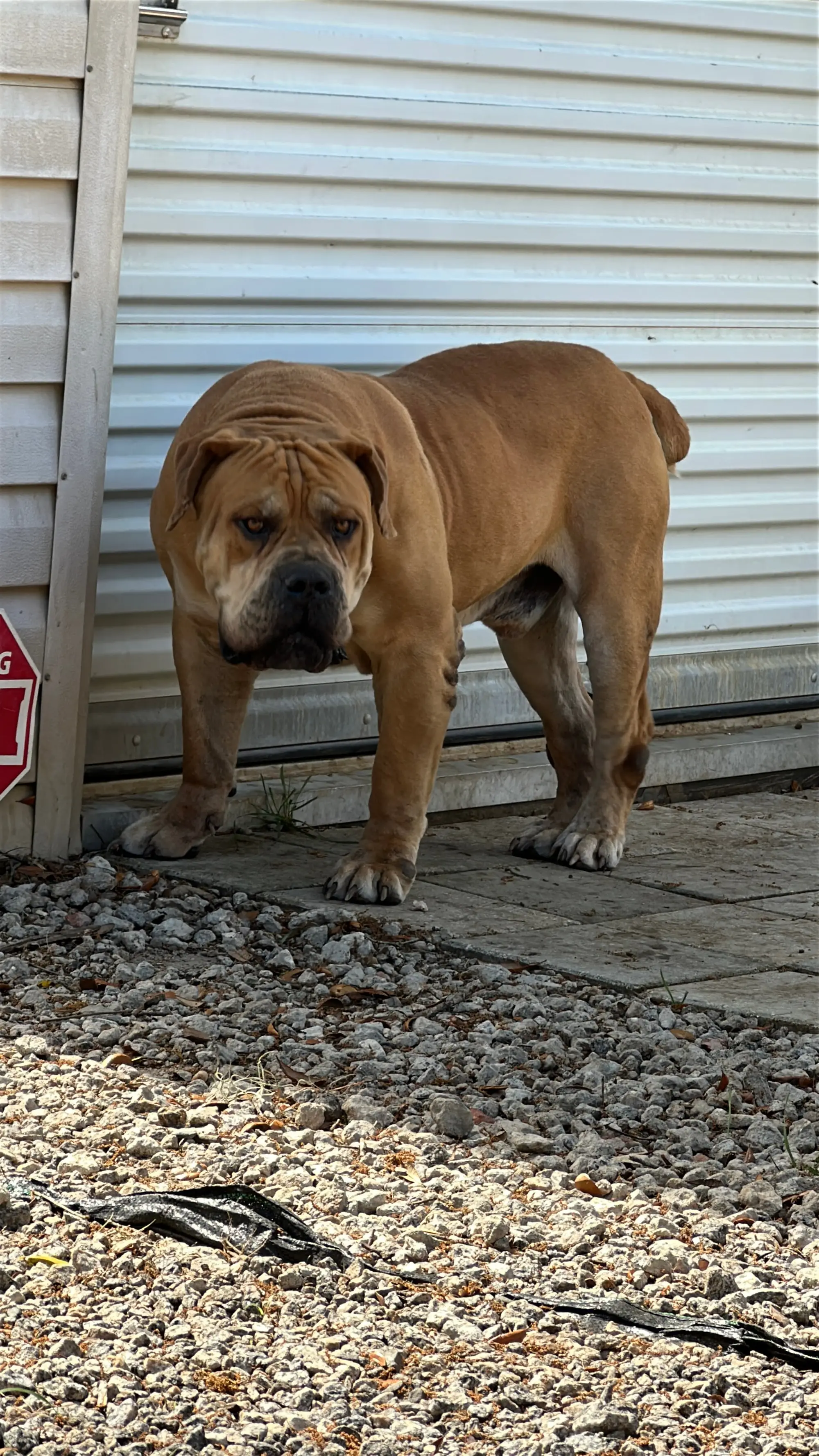 Narcos, the nine-year-old South African Boerboel behind the LowCountry Boerboels line, standing square and still structurally sound