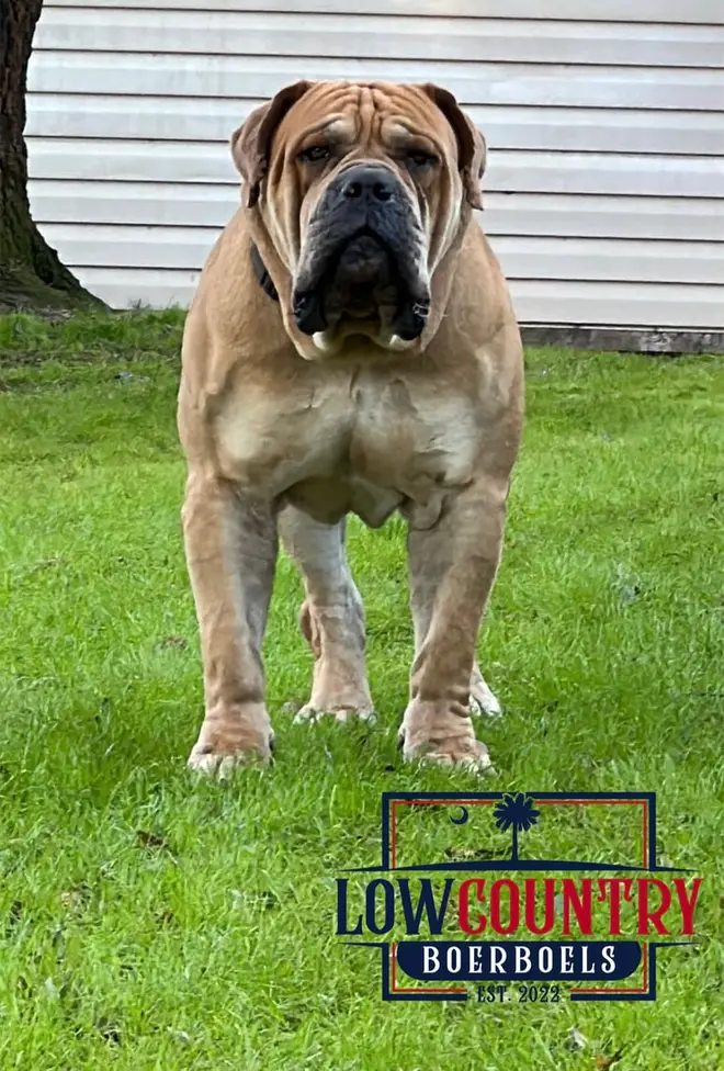 Narcos the Boerboel standing on the lawn in full sun, structure still intact at nine