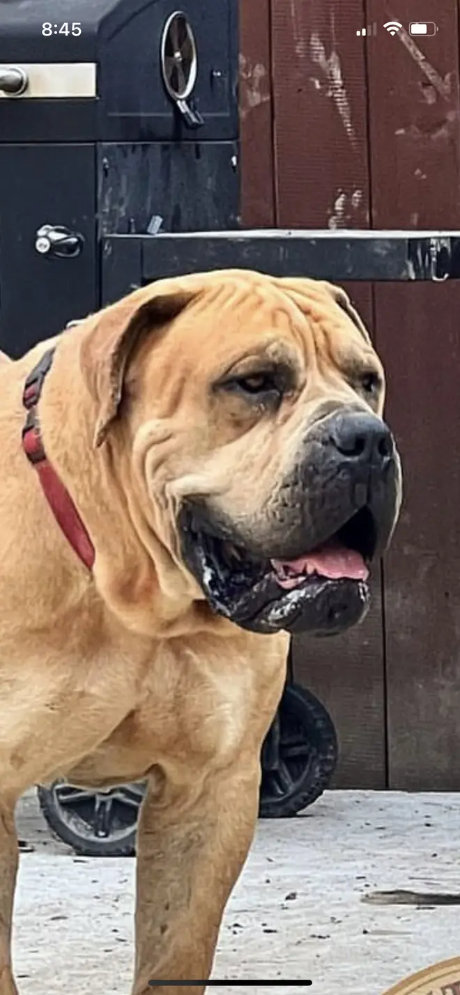 A close portrait of Narcos, a South African Boerboel — the broad skull and dense bone that Kilo inherited clearly visible