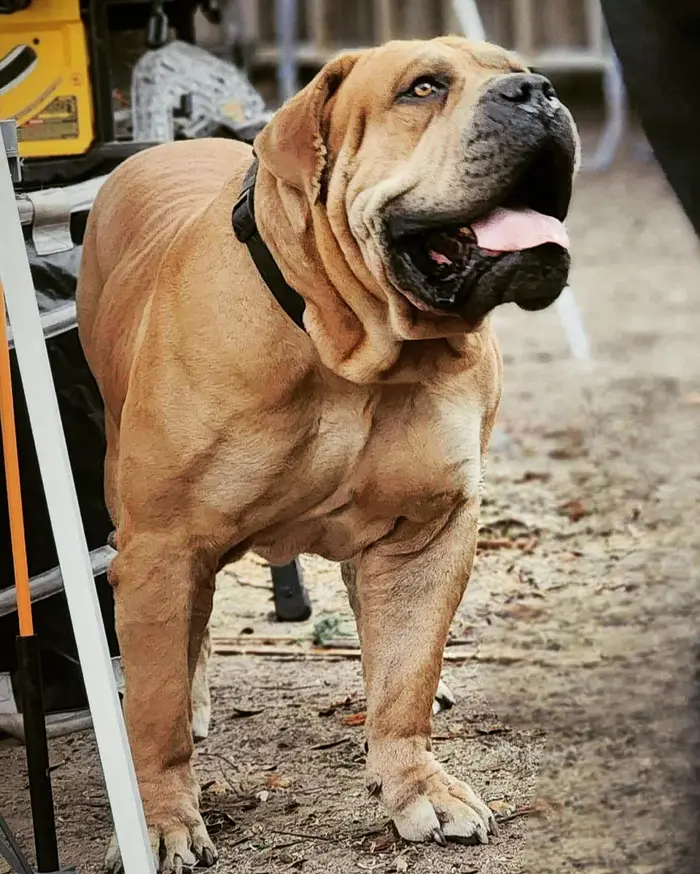 Narcos, a South African Boerboel, in profile beside the porch, his tawny coat short and glossy