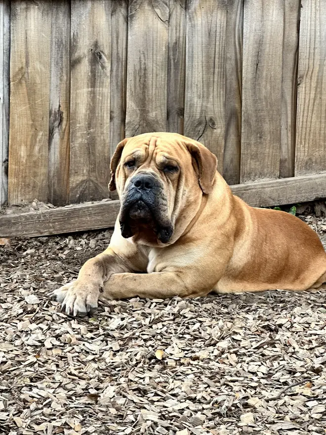 Narcos the Boerboel lying against a weathered wooden fence, his coat still clean and tight at nine