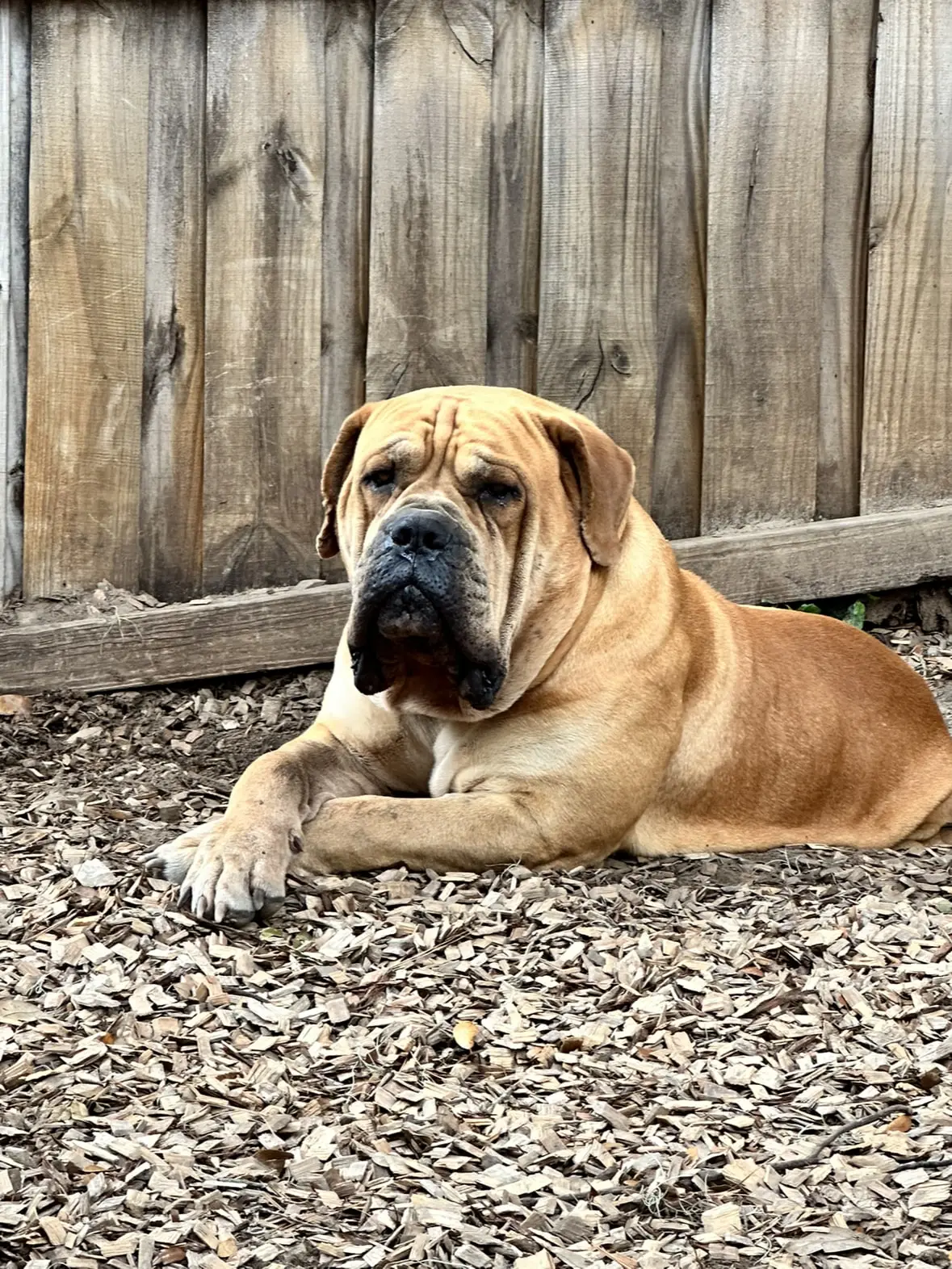 Narcos the Boerboel lying against a weathered wooden fence, his coat still clean and tight at nine