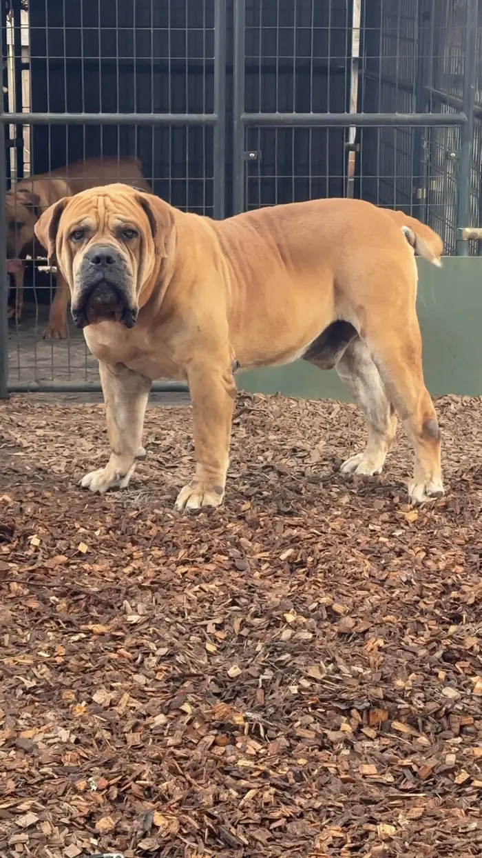 Narcos the Boerboel standing in profile, showing depth of chest and a level back at nine years old