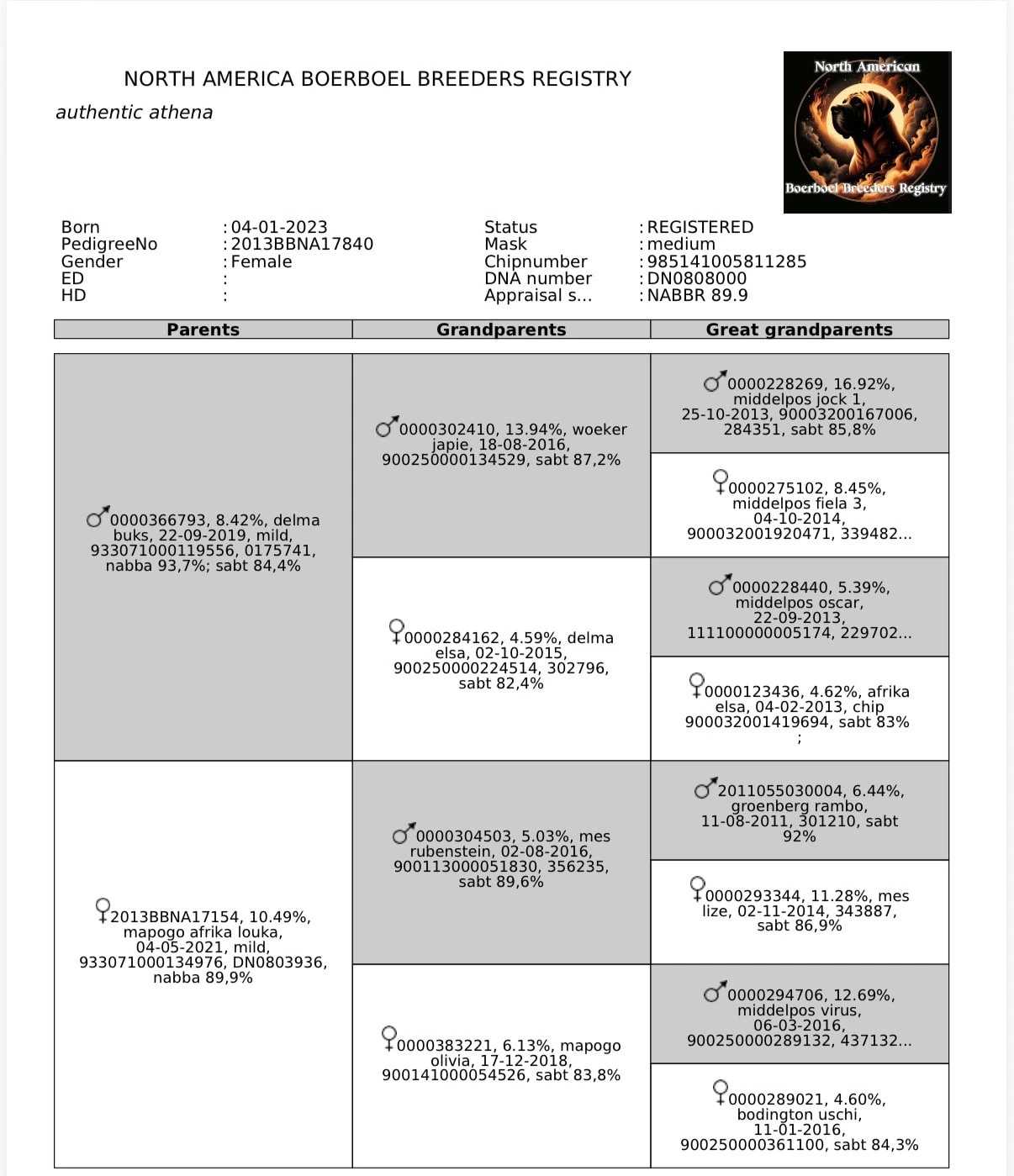 North American Boerboel Breeders Registry pedigree certificate for Authentic Athena, listing four generations of South African Boerboel ancestry