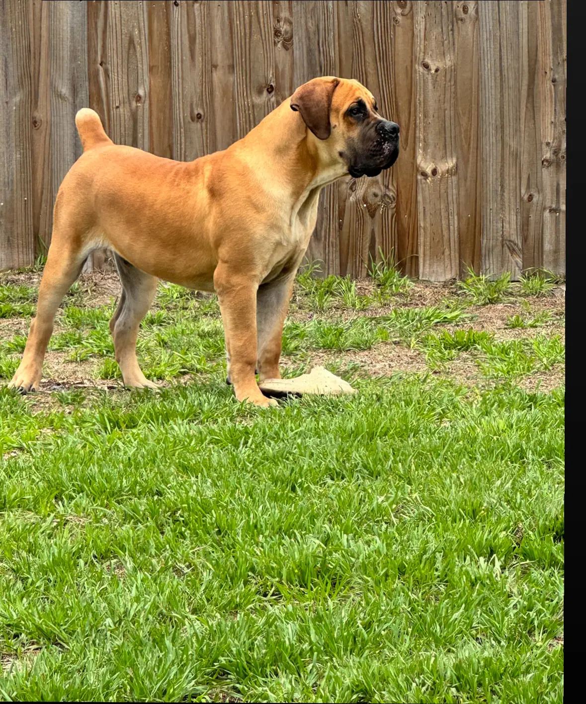 Bane, a South African Boerboel male bred by LowCountry Boerboels, standing in profile — 150 lb at eight months old