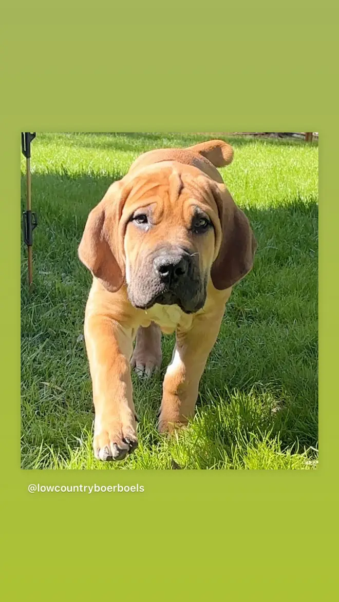 A young South African Boerboel trotting across the garden in the sun
