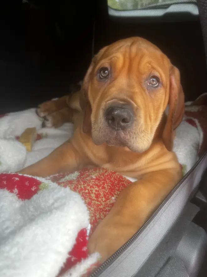 A South African Boerboel puppy curled asleep on a fleece blanket in the back of the car, going home