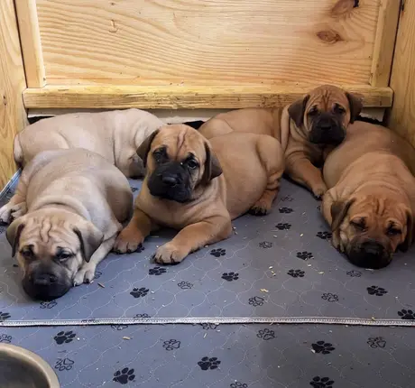 Three South African Boerboel littermates lying in a row on a paw-print mat, waiting to be fed