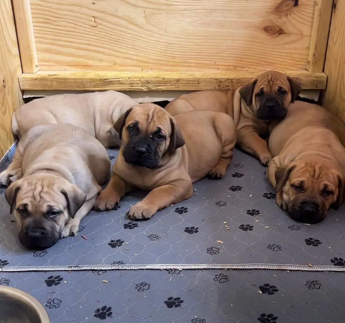 Three South African Boerboel littermates lying in a row on a paw-print mat, waiting to be fed