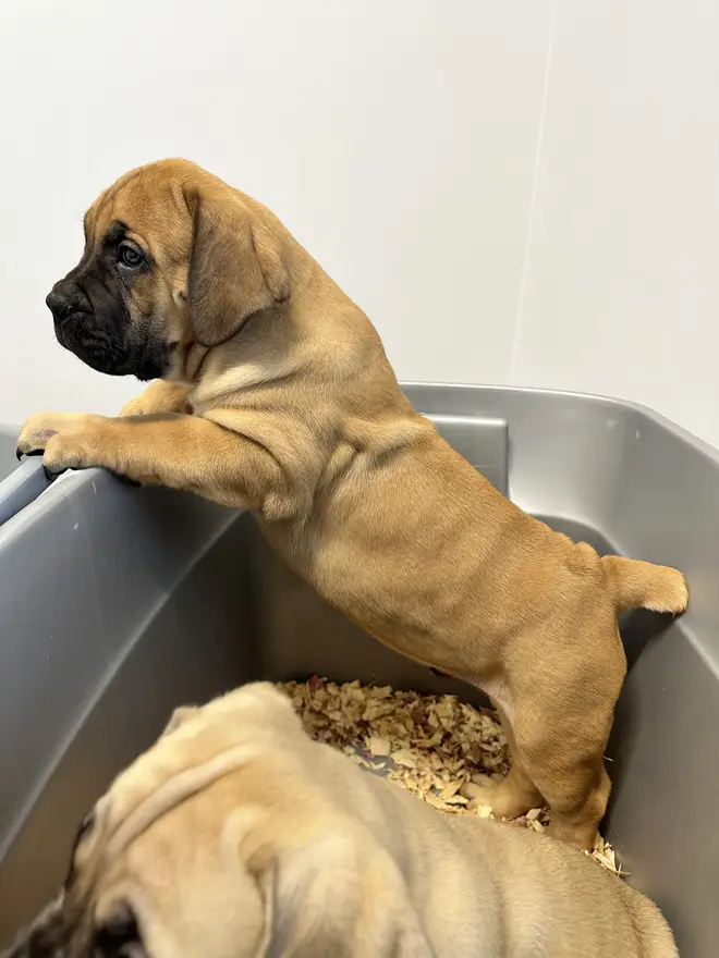A South African Boerboel puppy climbing out of the feeding tub, back legs still inside