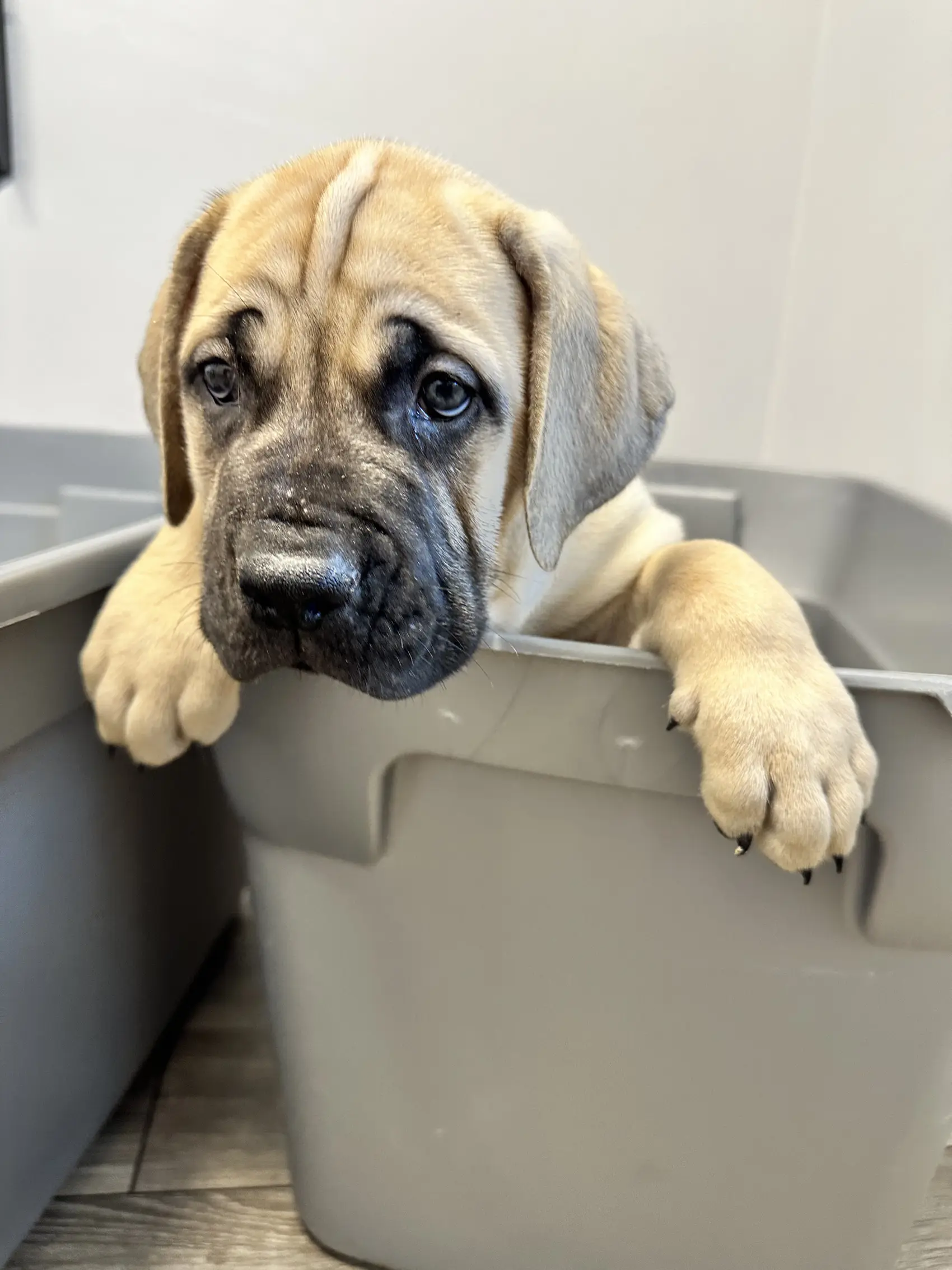 A South African Boerboel puppy with its paws hooked over the lip of a feeding tub, peering out