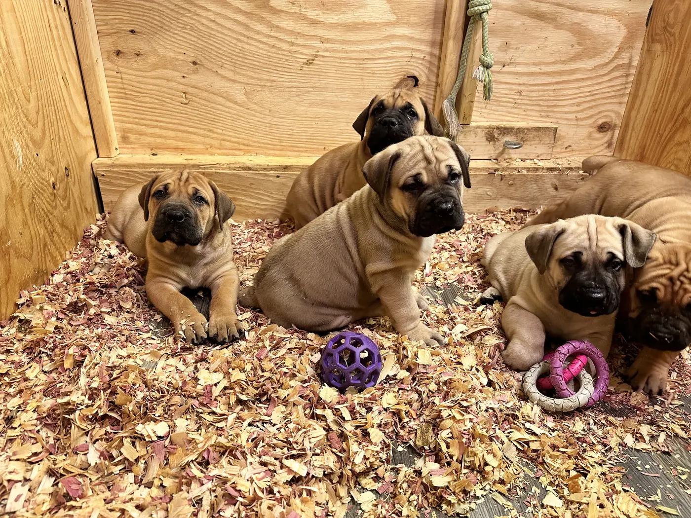 Two South African Boerboel puppies sitting up in the wood-shaving bedding of the whelping box