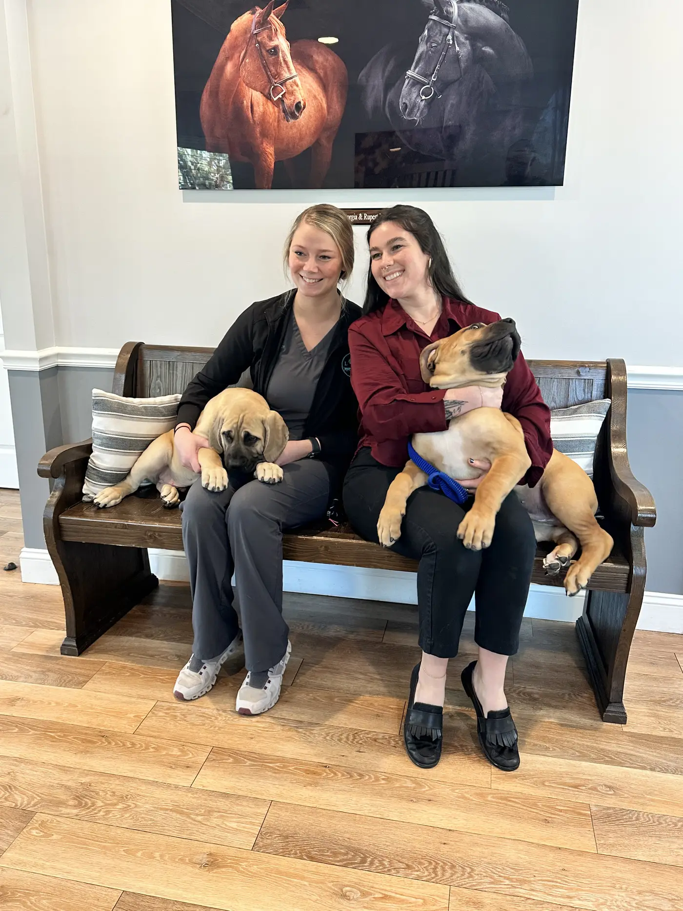 Two veterinary nurses on the waiting-room bench with a pair of South African Boerboel puppies