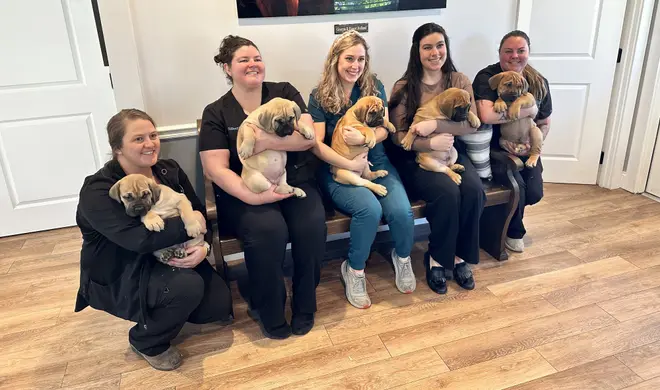 Five members of the veterinary staff with a South African Boerboel litter on their laps after vaccinations